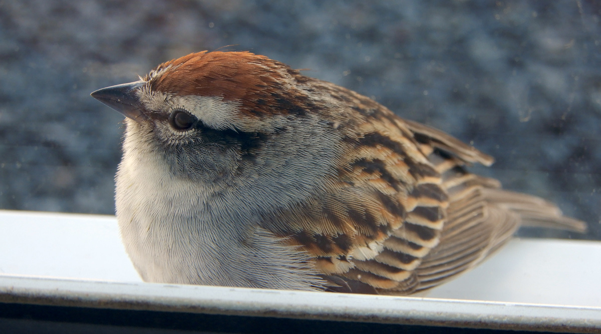 A fearless mating brain banger in waiting, against my window pane. Chipping sparrow, 2nd shot.