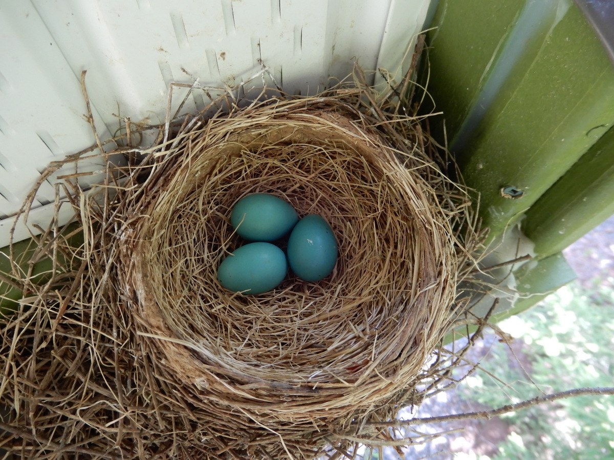 1 at a time, then 3. Mama robin did not like my presence despite not laying a finger on her eggs. I will preserves this under glass as a natural sculpture this coming winter. I'll not bother the robins again. First time this has happened with mama leaving her clutch.