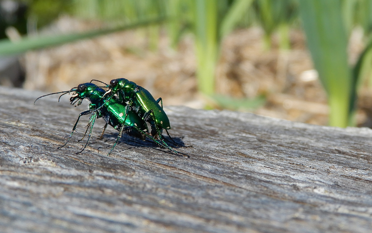 6-spotted green tiger beetles reproducing. It was the only way to capture their image as they fly away when approached. Eye guess when One is preoccupied with sex, all else takes a 'backseat'! hahaha