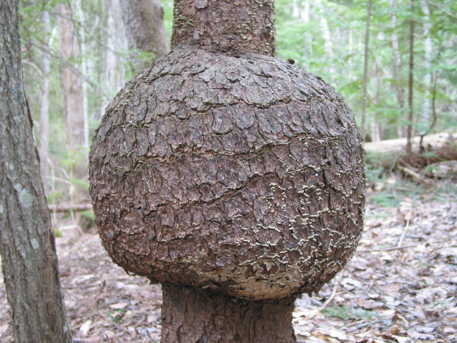 8" X 24" black spruce burl, Kentville ravine, 2008. The tree itself was 6" in OD.