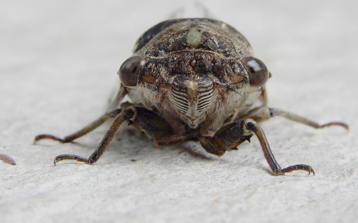 Cicada head on. Terrifying, yet harmless to humans.