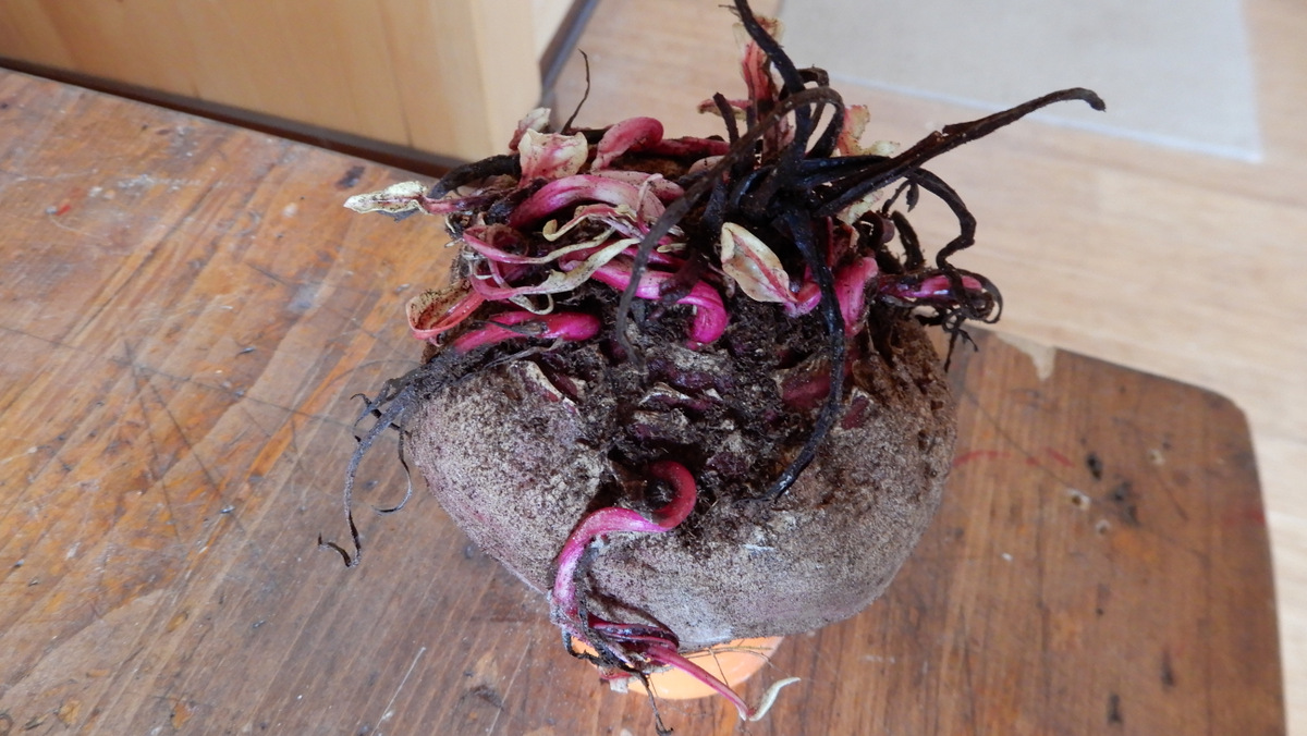 A large beet that is answering the call to reproduce...again. I've been able to store beets for 13 months in damp peat moss.