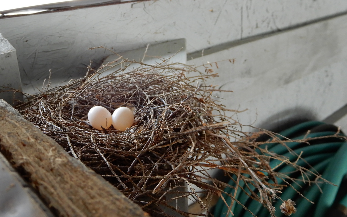 Mournin' dove's first clutch of two ivory coloured eggs.
