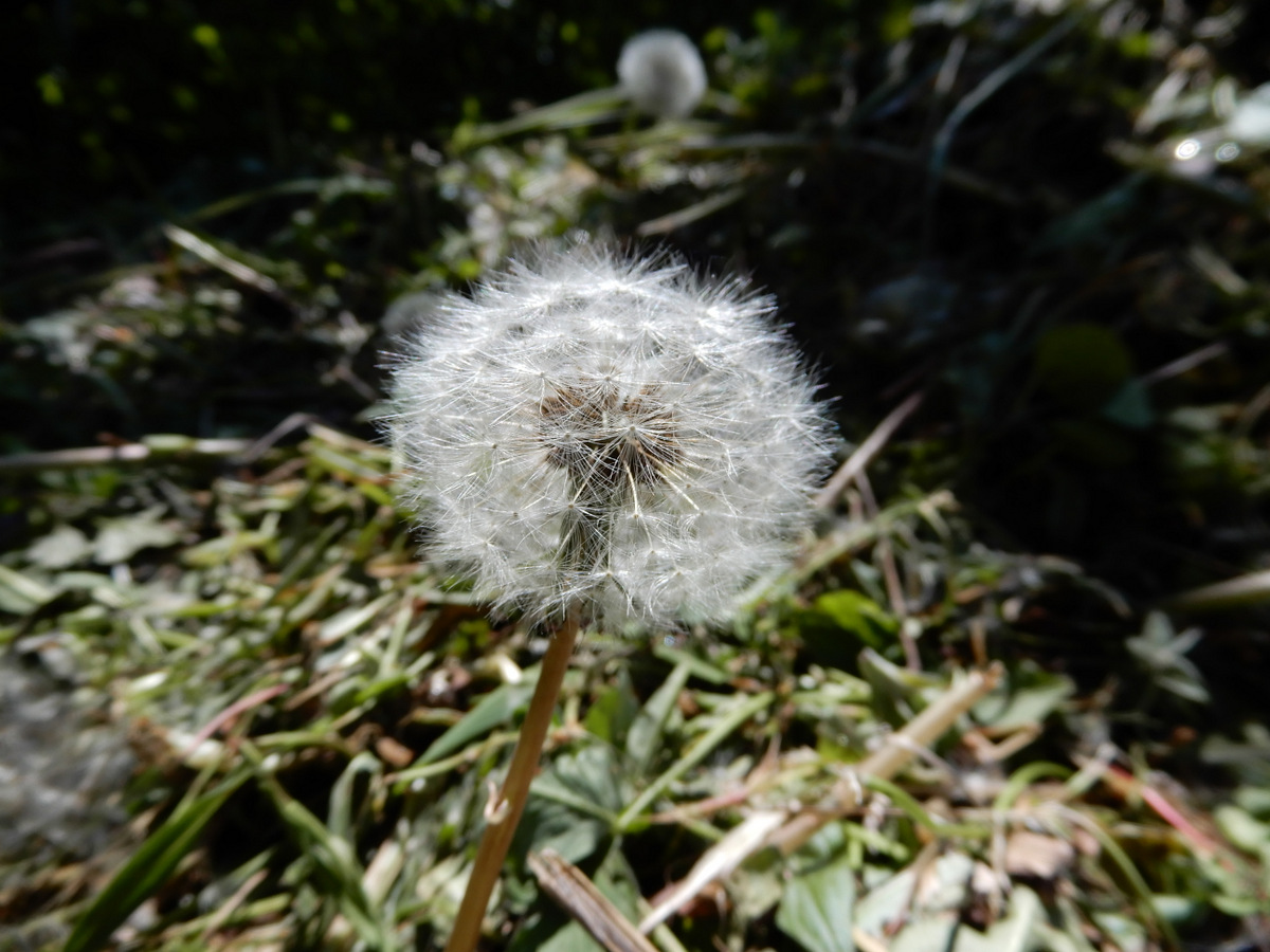 Even in death, dandelions take in light, before the wind scatters their seed to the four directions.