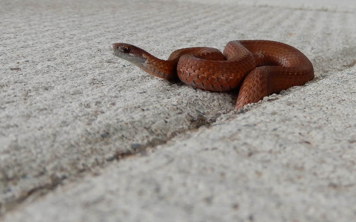 Red bellied Northern snake about 200 mm long.