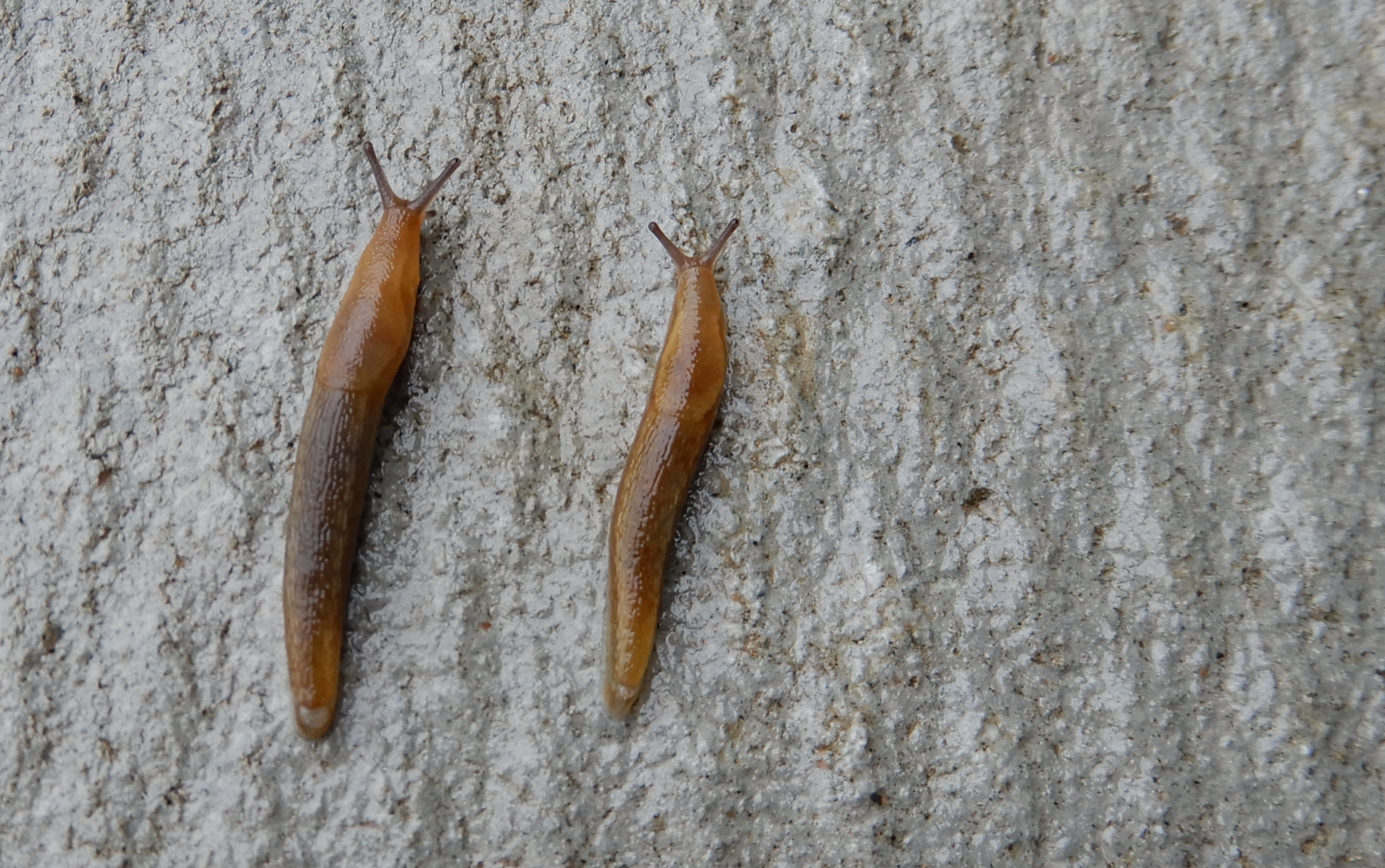 Slug race on a concrete patio slab.