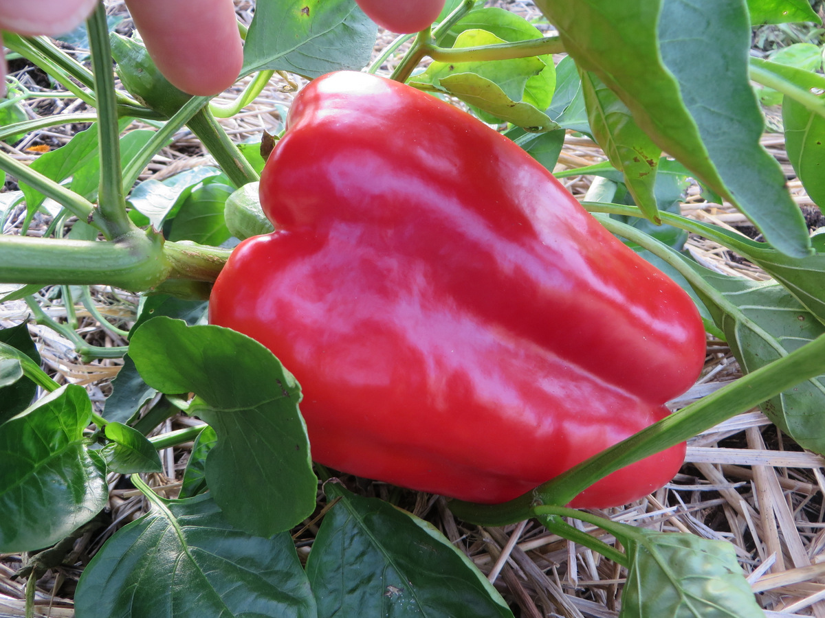 Red bell pepper nearly 165 mm or 6.5" long. There are good years for some crops and not so good ones for others. Mulch - mulch - mulch!
