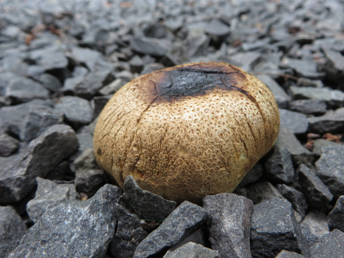 A tiny overnight puffball already on its way to full decomposition. Mysticism, my preferred curiosity. 