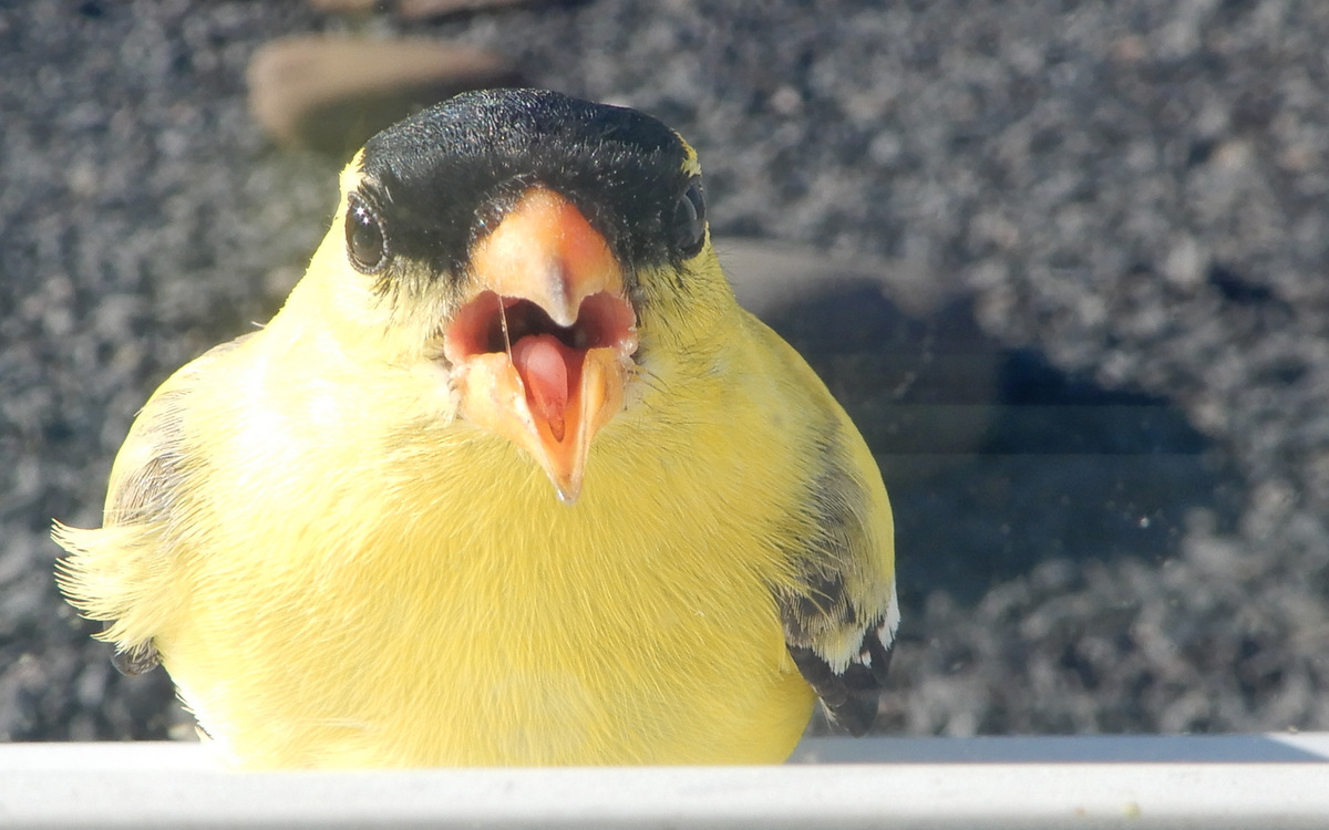 Male American goldfinch at the window teasing me with his saliva strand; yet 'nother Narcissus in action. I just love this!