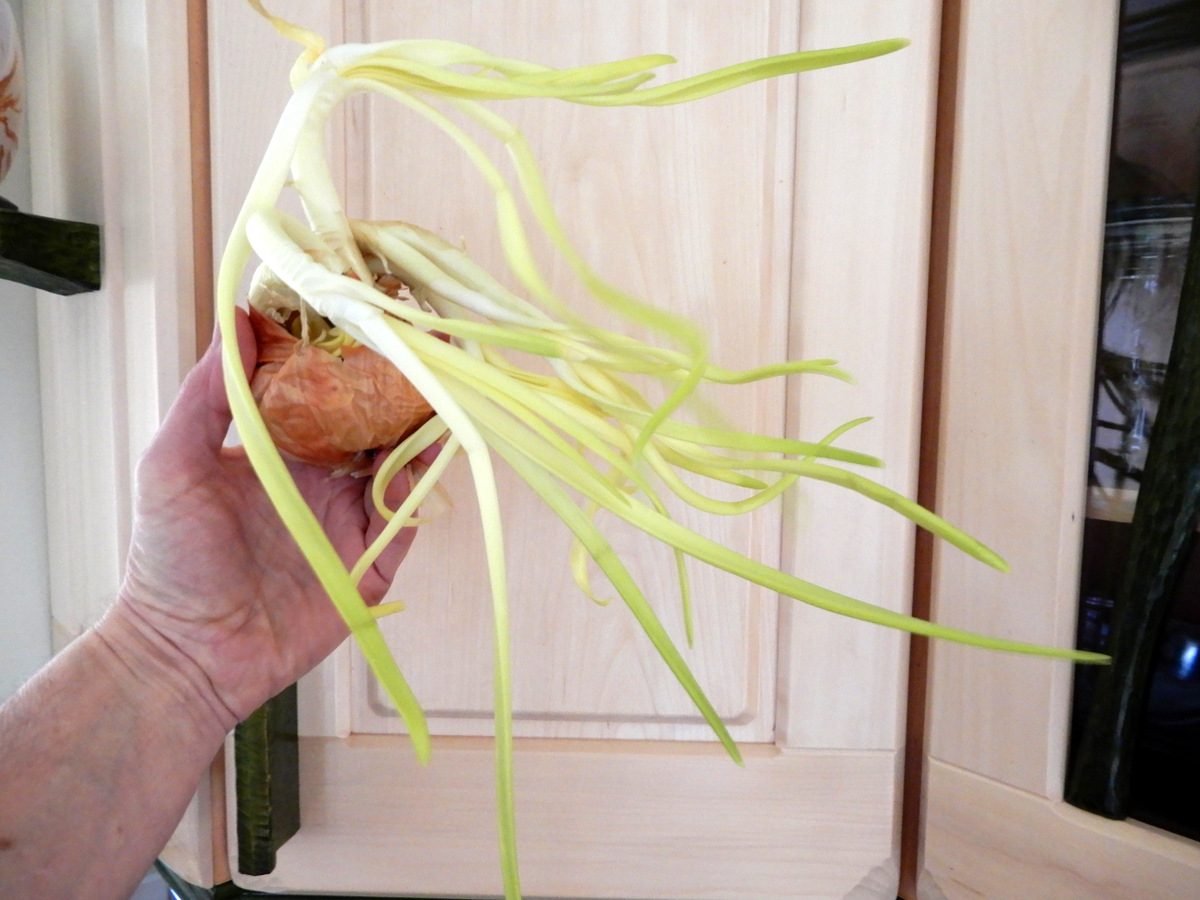Onion Medusa with very edible braids.