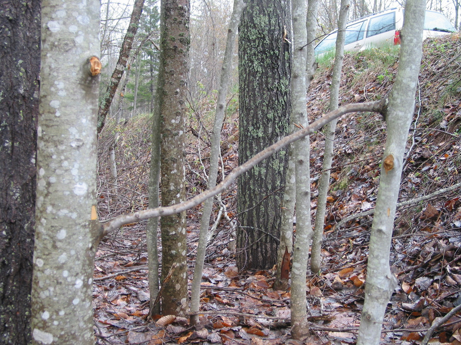 One branch, 2 trees, poplar 2009.