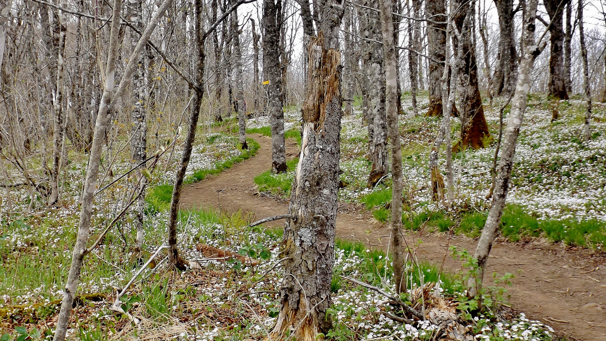 Spring beauty in late April before the tree foliage begins, on the walk through the highlands towards Cape Split, a provincial hotspot for hikers.
