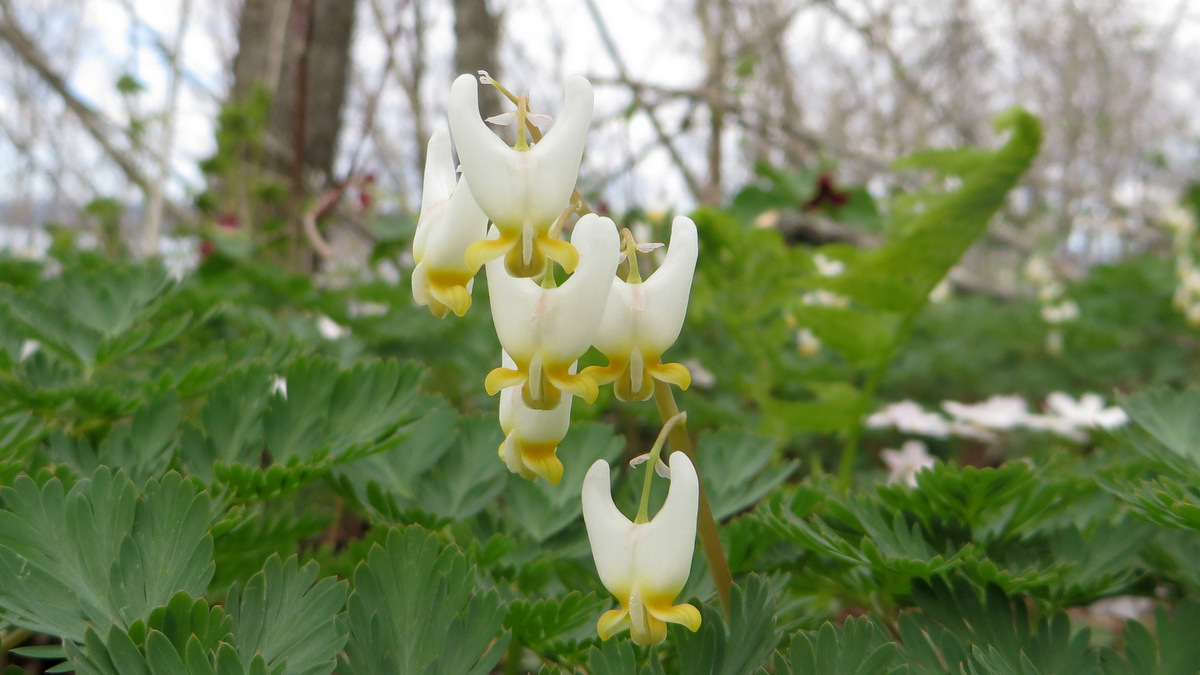 Dutchman's breeches with spring beauty offering a backdrop, on the hike to Cape Split.