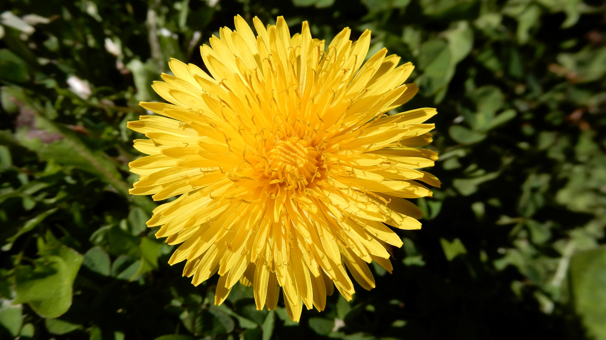 Dandelion is the most common flower makes the most nutritious tea. Ironic really, when we dump so much poison on our lawns, to rid ourselves of this sun gold gem.